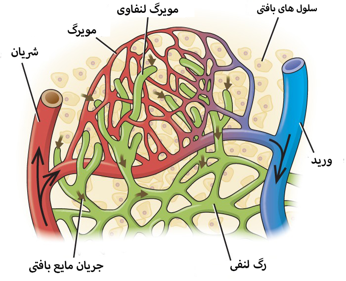 تورم بدن و ادم