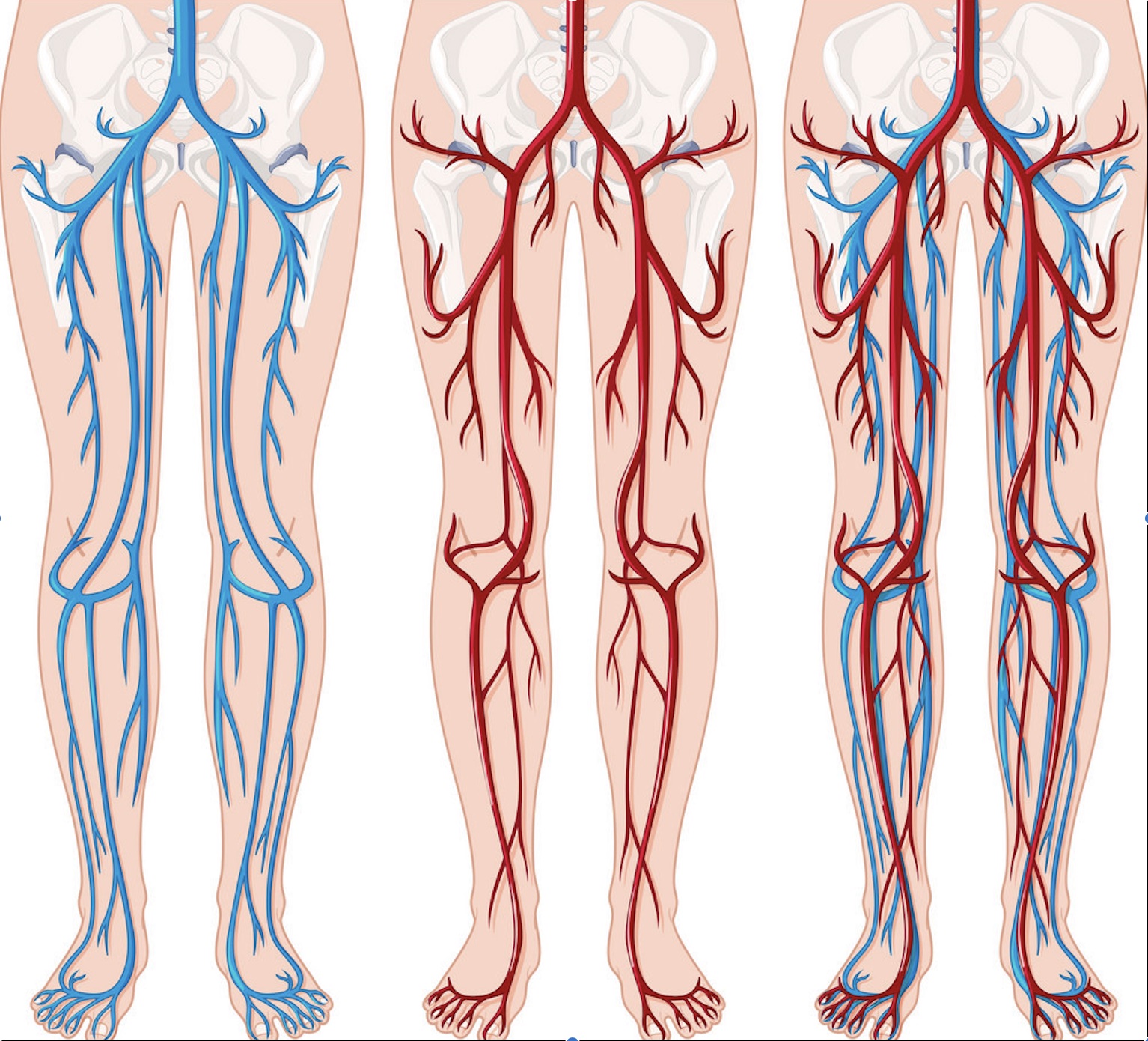 عروق دست و پا 🔗